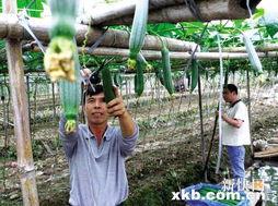 娱乐吃瓜村,揭秘娱乐圈背后的那些事儿  第2张 娱乐吃瓜村,揭秘娱乐圈背后的那些事儿  第2张