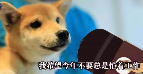 一个狗狗最新爆料视频在线观看,揭秘宠物界的秘密生活  第2张 一个狗狗最新爆料视频在线观看,揭秘宠物界的秘密生活  第2张